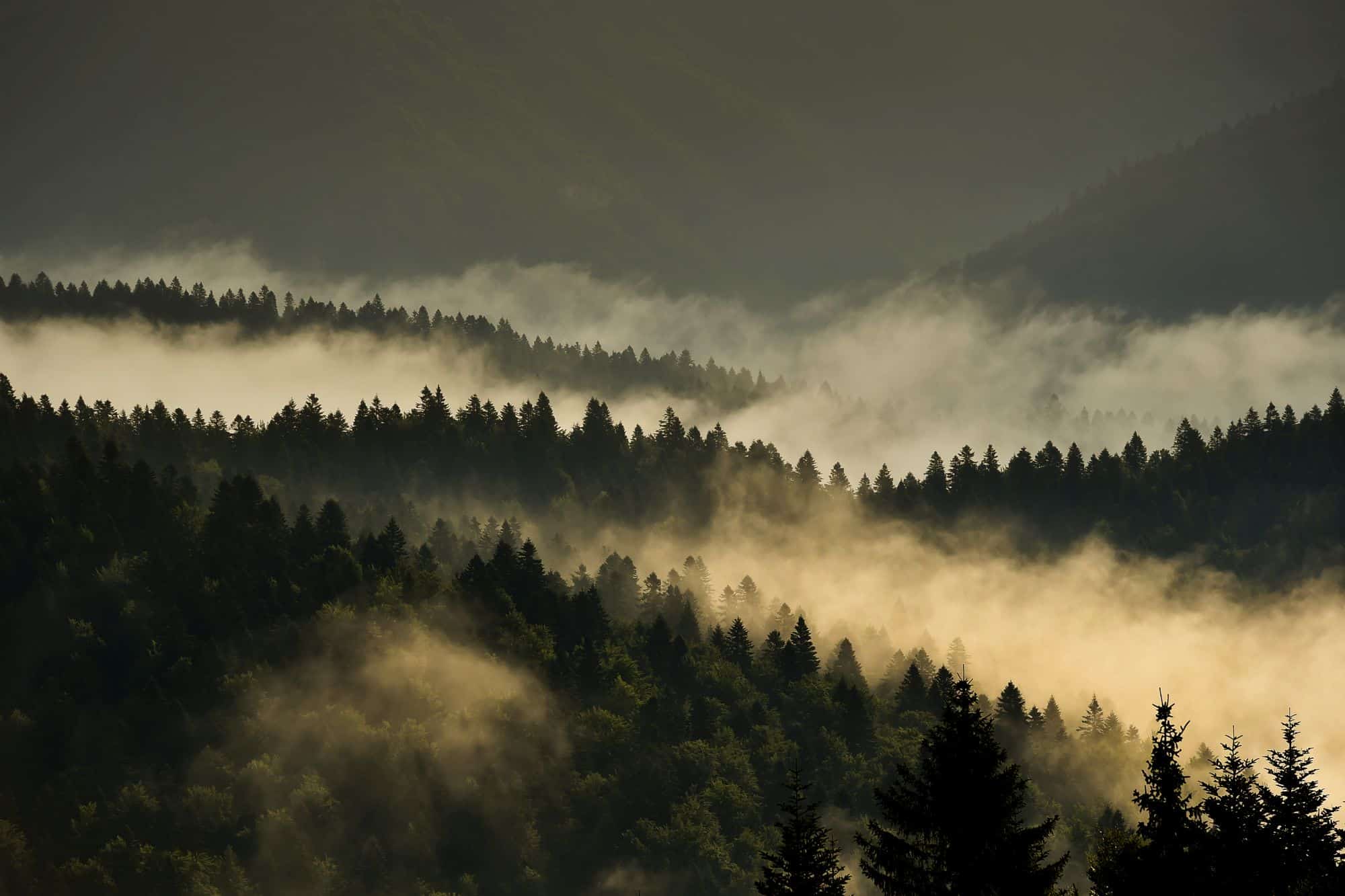 Morning mist weaving through the dense forested landscape of Romania’s Carbon Forest Project, showcasing potential for carbon capture and biodiversity.