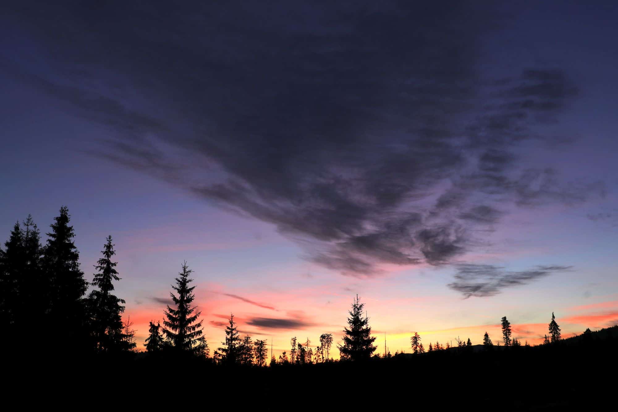 Silhouettes of conifer trees against a twilight sky with pink and blue hues.