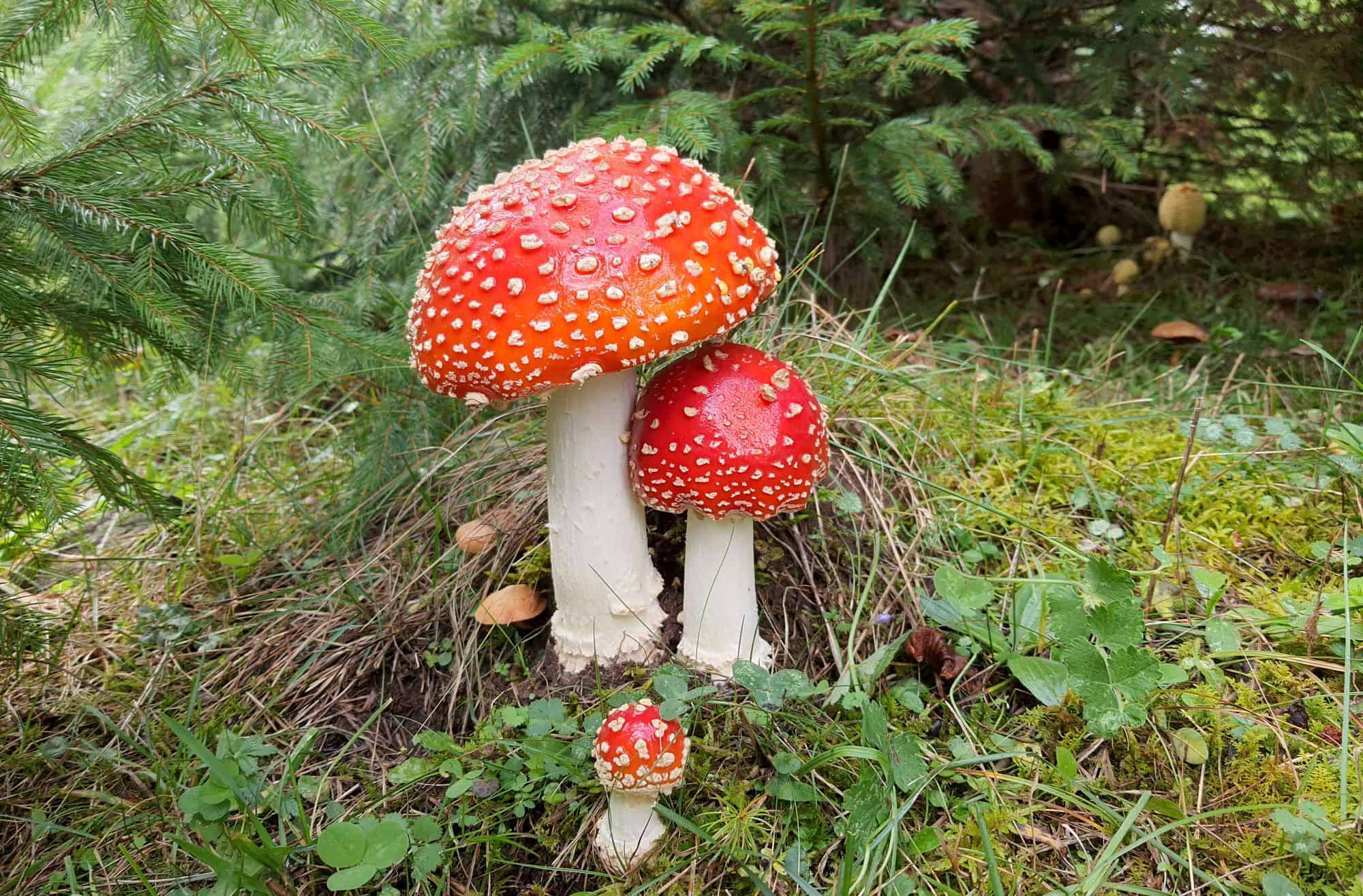 Mushrooms, project diversity