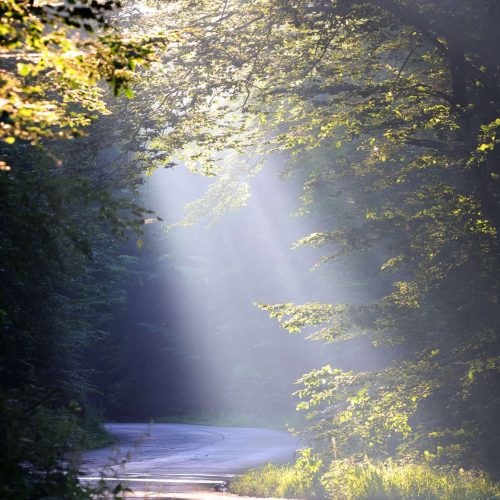 Forest road, forest, carbon offsetting