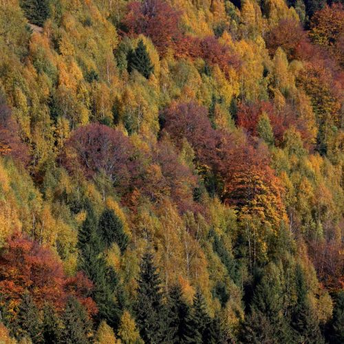Sunlit golden larch trees stand out amidst a dark coniferous forest in the fall season.